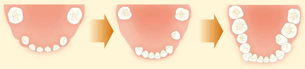 乳歯の特徴