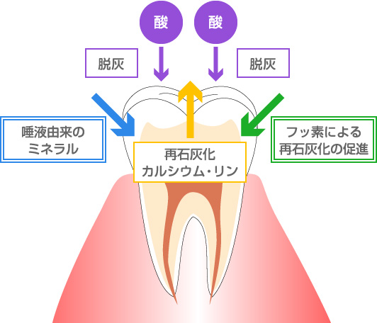 再石灰化を促進